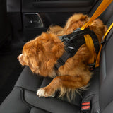 Thule Cappy