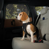 Thule Cappy